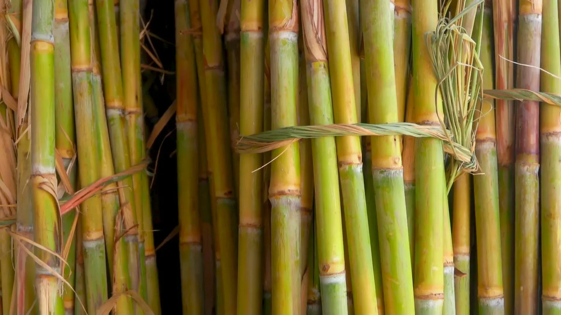 Large quantities of sugar cane are tied together in bundles